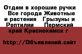 Отдам в хорошие ручки - Все города Животные и растения » Грызуны и Рептилии   . Пермский край,Краснокамск г.